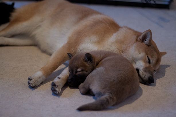 new-shiba-puppy2