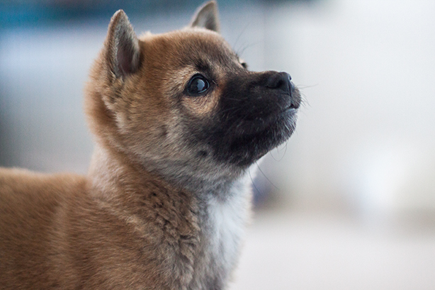 new-shiba-puppy4