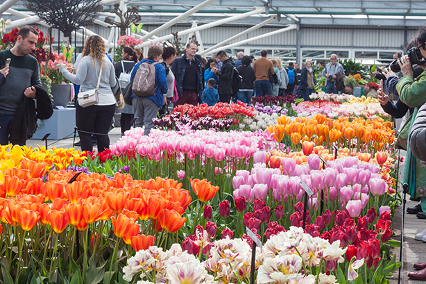 keukenhof-2018-11