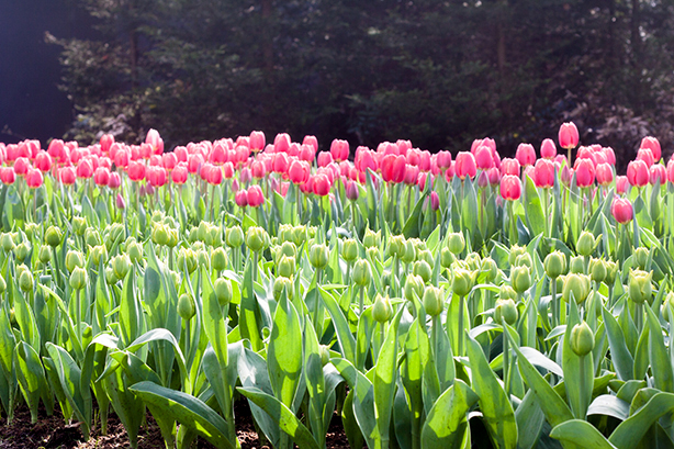 keukenhof-2018-13