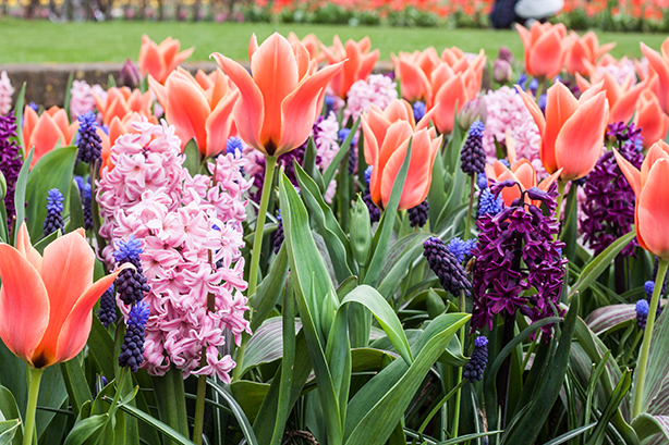 keukenhof-2018-2