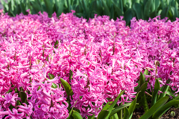 keukenhof-2018-3