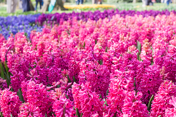 keukenhof-2018-4