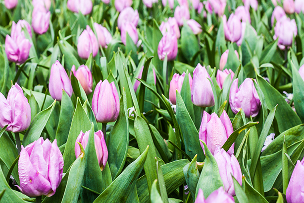 keukenhof-2018-5