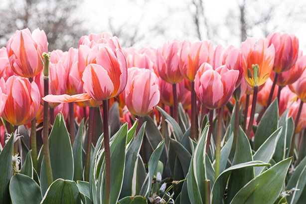 keukenhof-2018-7