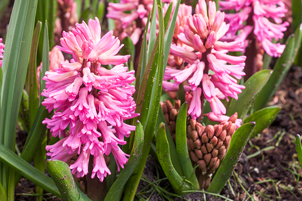 keukenhof-2018-9