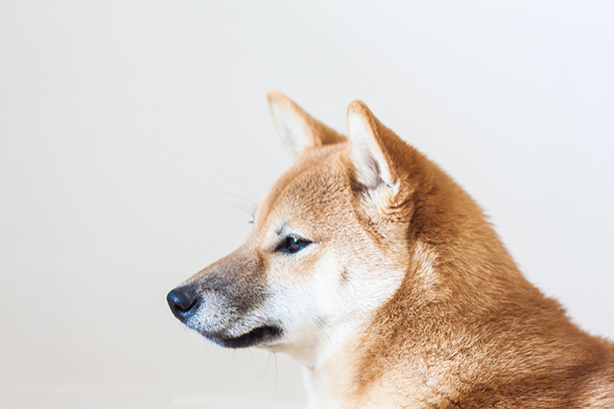 Owning A Shiba Inu