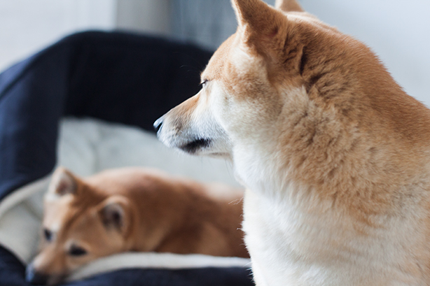 booker-haru-shiba-inu-1